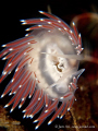   Flabellina  